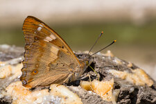 Kleine Schillerfalters (A. ilia f. clytie)_Q22A3279.jpg