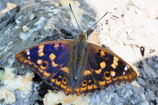 Kleine Schillerfalters (A. ilia f. clytie)_Q22A3257.jpg