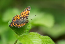 AN010034_levana.jpg