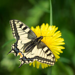 AN010064_machaon.jpg