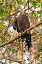 Greifvogel unbekannt-1.jpg