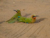 Birds-9267.jpg