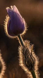 Garchinger Heide-1.jpg
