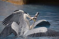 1200_Reiher_2576.jpg