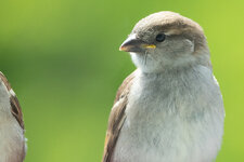 BT4A2934-100.jpg
