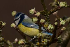 comp_DSC_1813 (2)-2.jpg