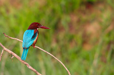 Kingfisher-2.jpg