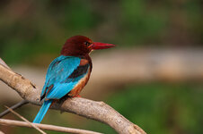 Kingfisher-3.jpg