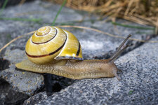 038_2018-04-21 Schnecke.jpg