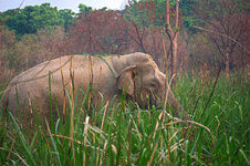 Elefantenbulle-1.jpg