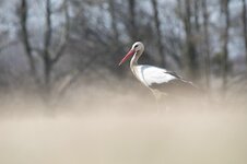 dslrProblembild-Storch-RAW.jpg