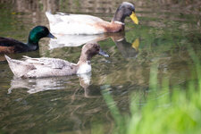 20180414_115751_niederrohrdorfer_moos_08.jpg