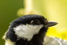 Kohlmeisenkopf-mit-kleinem-Krabbeltier--20130629-3932.jpg