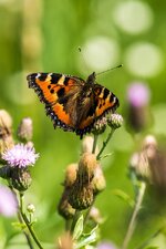 comp_DSC_1529-Kleiner_FuchsPS.jpg