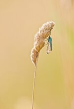 comp_IMGP2881rba.jpg