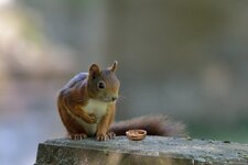 comp_DSC_7235.jpg