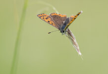 AN270352_tityrus.jpg