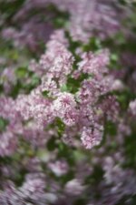 Lensbaby Trio-Velvet.jpg