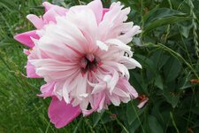 DSC04451.JPG