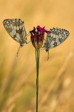 comp_DSC_6472_Schachbrett.jpg