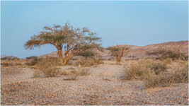 180320 - Wadi Arava Senke IMG_0205 - Kopie.jpg