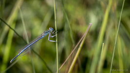 20180603-9416_Canon EOS 700D-5.jpg