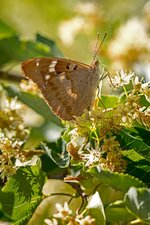 comp_DSC_7568_Schillerfalter.jpg