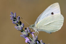 DSCF1651.jpg