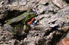 Frosch mit Schmetterling1.jpg