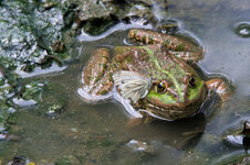 Frosch mit Schmetterling2.jpg