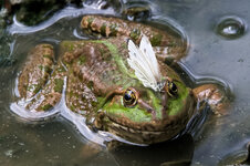 Frosch mit Schmetterling3.jpg