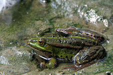 Frosch mit Fliege.jpg