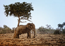 Forum-Elefant-unter-Baum-.jpg