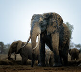 Forum-Elefant-am-Wasserloch-.jpg