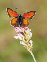 Lilagold-Feuerfalter (Lycaena hippothoe)4.jpg