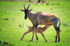 Forum-Antilope-mit-Kalb-.jpg