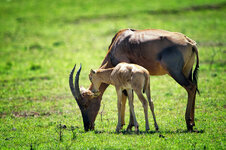 Forum-Antilope-mit-Kalb-2-.jpg