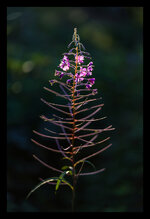 DSC02532RvR_Forum.jpg