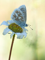 Wundklee-Bläuling (Polyommatus dorylas)1.jpg