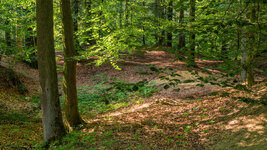 Wald-22.jpg