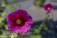 IMG_6085_DxO.jpg