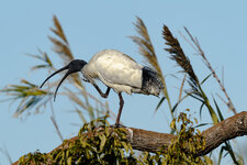 BB6I2165.jpg BB6I2165.jpg