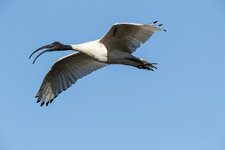 BB6I2137.jpg BB6I2137.jpg