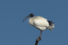 BB6I2641.jpg BB6I2641.jpg