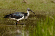 BB6I1894.jpg BB6I1894.jpg