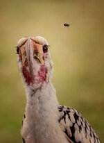 Forum-Hornvogel-mit-Fliege-.jpg