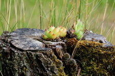 gartenbilder2018-15.JPG