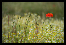 DSC02142RvR_Forum.jpg