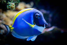 Fisch-2.jpg