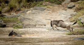 Forum-Gnu-springt-in-Mara-River-.jpg